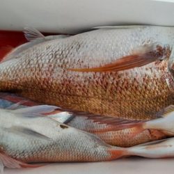 遊漁船 新鋭丸 釣果