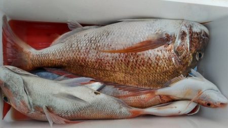 遊漁船 新鋭丸 釣果