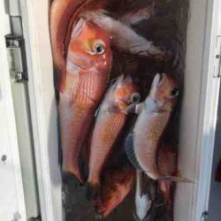 龍宮丸 釣果