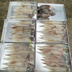 まるいち丸 ZERO-1 釣果