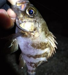 ナイトメバリング