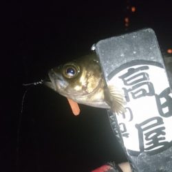 姫路でメバリング！！