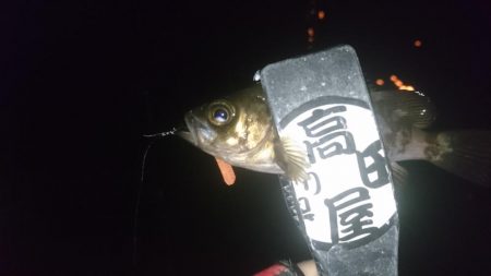 姫路でメバリング！！