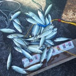 アイゴ！コッパとアジ沢山＾＾Ｖ