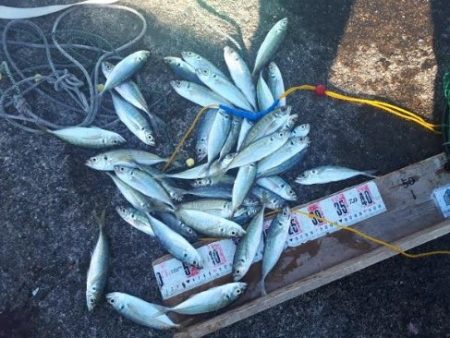 アイゴ！コッパとアジ沢山＾＾Ｖ