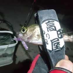 今夜も少しだけメバリング