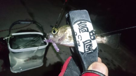 今夜も少しだけメバリング