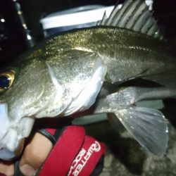 姫路メバリング