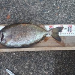 アイゴ！コッパとアジ沢山＾＾Ｖ