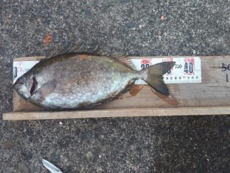 アイゴ！コッパとアジ沢山＾＾Ｖ