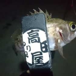 今夜も少しだけメバリング