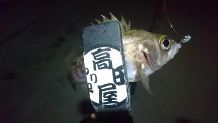 今夜も少しだけメバリング