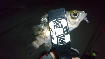 今夜も少しだけメバリング