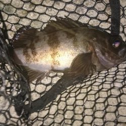 久々のメバリング