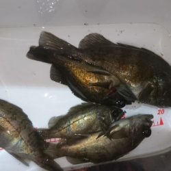 今夜も少しだけメバリング