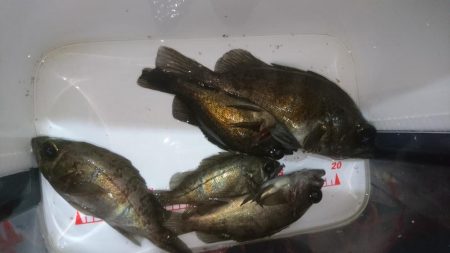 今夜も少しだけメバリング