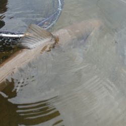 フィッシングレイクたかみや 釣果