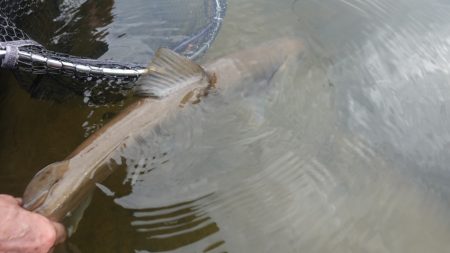 フィッシングレイクたかみや 釣果