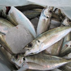 下関フィッシングパーク 釣果