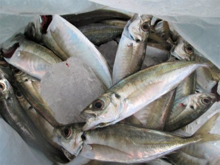 下関フィッシングパーク 釣果