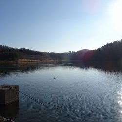 志高湖フィッシング 釣果