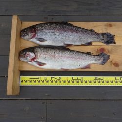 志高湖フィッシング 釣果