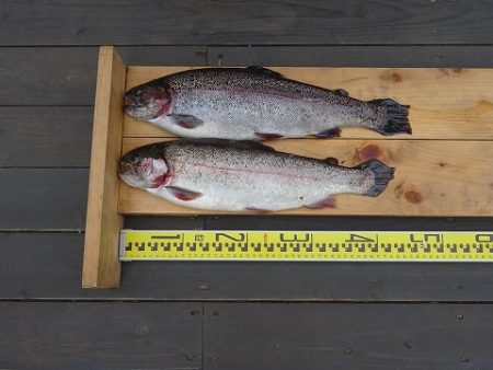 志高湖フィッシング 釣果