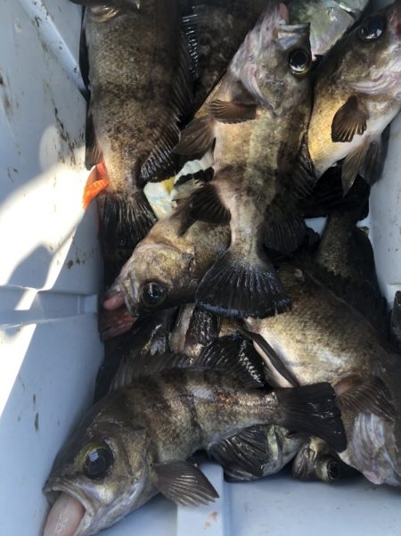 海龍丸（石川） 釣果