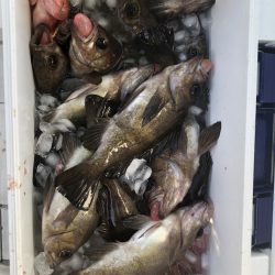 海龍丸（石川） 釣果