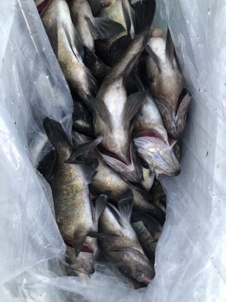 海龍丸（石川） 釣果