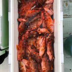 フィッシング　キッタカ 釣果