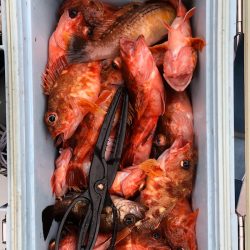 フィッシング　キッタカ 釣果