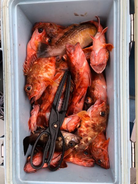 フィッシング　キッタカ 釣果