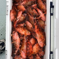 フィッシング　キッタカ 釣果