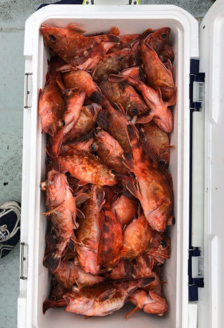 フィッシング　キッタカ 釣果