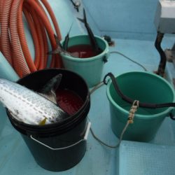 ＢｌｕｅＮｏｔｅ　Ｆｉｓｈｉｎｇ　Ｔａｘｉ 釣果