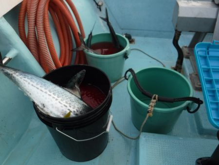 ＢｌｕｅＮｏｔｅ　Ｆｉｓｈｉｎｇ　Ｔａｘｉ 釣果