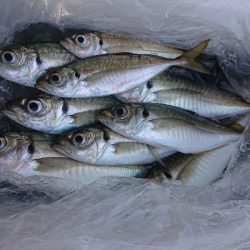 深川 吉野屋 釣果