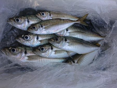 深川 吉野屋 釣果