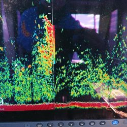 深川 吉野屋 釣果