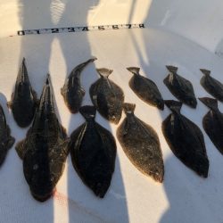 Magic(マジック) 釣果