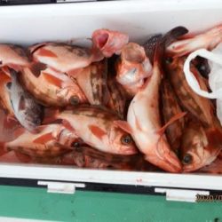 第二むつ漁丸 釣果