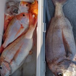 遊漁船 新鋭丸 釣果