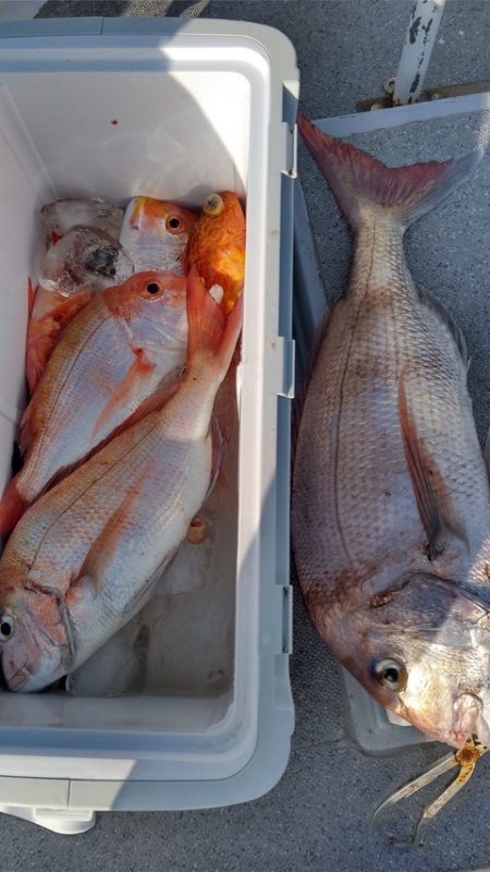 遊漁船 新鋭丸 釣果