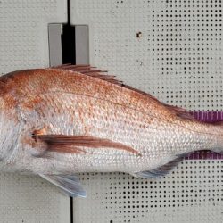 遊漁船 ニライカナイ 釣果