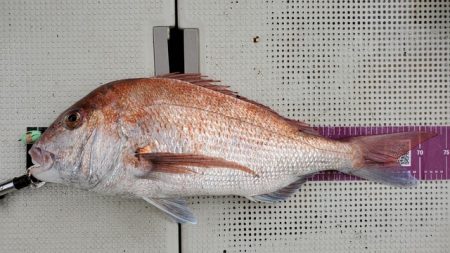 遊漁船 ニライカナイ 釣果