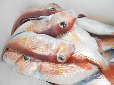 こうゆう丸 釣果