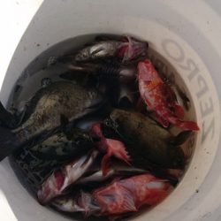 遊漁船 ニライカナイ 釣果