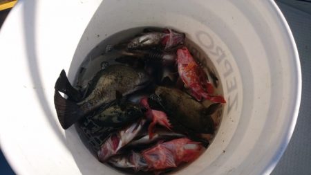 遊漁船 ニライカナイ 釣果