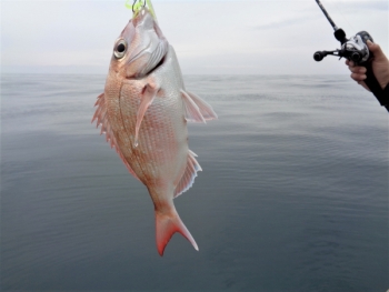 鯛紅丸 釣果